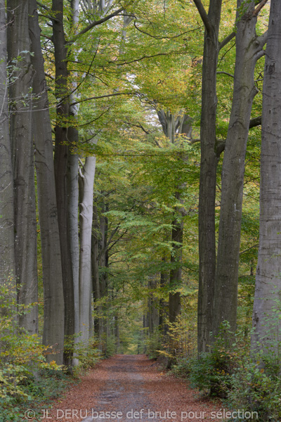 paysage automne